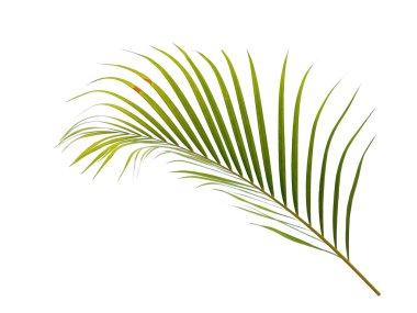 Beyaz arka planda yeşil yapraklar veya yeşil yapraklar. Bambu palmiye yaprakları ya da beyaz arka planda palmiye yaprağı. Dekorasyon için Arkaplan ya da Yaprak Arkaplanı 'nı bırakır. Güzel ve Egzotik Yaprak. Bitki Arkaplanı ve Ağaç Arkaplanı. Bahçedeki Bitkiler