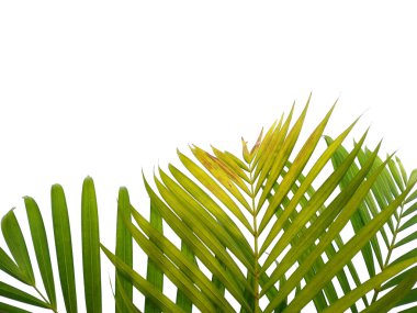 Beyaz arka planda yeşil yapraklar veya yeşil yapraklar. Bambu palmiye yaprakları ya da beyaz arka planda palmiye yaprağı. Dekorasyon için Arkaplan ya da Yaprak Arkaplanı 'nı bırakır. Güzel ve Egzotik Yaprak. Bitki Arkaplanı ve Ağaç Arkaplanı. Bahçedeki Bitkiler