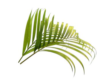 Beyaz arka planda yeşil yapraklar veya yeşil yapraklar. Bambu palmiye yaprakları ya da beyaz arka planda palmiye yaprağı. Dekorasyon için Arkaplan ya da Yaprak Arkaplanı 'nı bırakır. Güzel ve Egzotik Yaprak. Bitki Arkaplanı ve Ağaç Arkaplanı. Bahçedeki Bitkiler