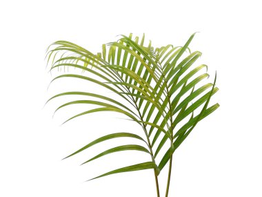 Beyaz arka planda yeşil yapraklar veya yeşil yapraklar. Bambu palmiye yaprakları ya da beyaz arka planda palmiye yaprağı. Dekorasyon için Arkaplan ya da Yaprak Arkaplanı 'nı bırakır. Güzel ve Egzotik Yaprak. Bitki Arkaplanı ve Ağaç Arkaplanı. Bahçedeki Bitkiler