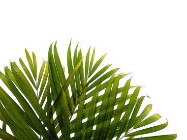 Beyaz arka planda yeşil yapraklar veya yeşil yapraklar. Bambu palmiye yaprakları ya da beyaz arka planda palmiye yaprağı. Dekorasyon için Arkaplan ya da Yaprak Arkaplanı 'nı bırakır. Güzel ve Egzotik Yaprak. Bitki Arkaplanı ve Ağaç Arkaplanı. Bahçedeki Bitkiler