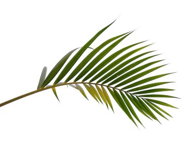 Beyaz arka planda yeşil yapraklar veya yeşil yapraklar. Bambu palmiye yaprakları ya da beyaz arka planda palmiye yaprağı. Dekorasyon için Arkaplan ya da Yaprak Arkaplanı 'nı bırakır. Güzel ve Egzotik Yaprak. Bitki Arkaplanı ve Ağaç Arkaplanı. Bahçedeki Bitkiler