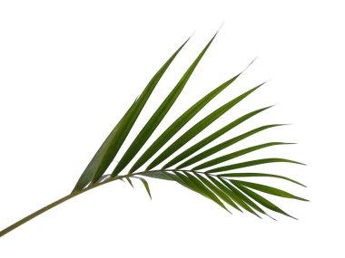 Beyaz arka planda yeşil yapraklar veya yeşil yapraklar. Bambu palmiye yaprakları ya da beyaz arka planda palmiye yaprağı. Dekorasyon için Arkaplan ya da Yaprak Arkaplanı 'nı bırakır. Güzel ve Egzotik Yaprak. Bitki Arkaplanı ve Ağaç Arkaplanı. Bahçedeki Bitkiler