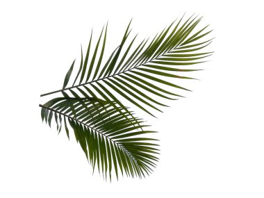 Beyaz arka planda yeşil yapraklar veya yeşil yapraklar. Bambu palmiye yaprakları ya da beyaz arka planda palmiye yaprağı. Dekorasyon için Arkaplan ya da Yaprak Arkaplanı 'nı bırakır. Güzel ve Egzotik Yaprak. Bitki Arkaplanı ve Ağaç Arkaplanı. Bahçedeki Bitkiler