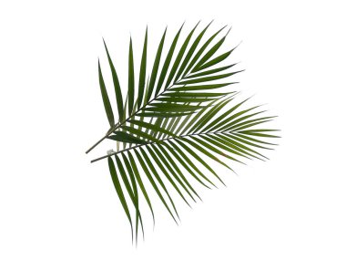 Beyaz arka planda yeşil yapraklar veya yeşil yapraklar. Bambu palmiye yaprakları ya da beyaz arka planda palmiye yaprağı. Dekorasyon için Arkaplan ya da Yaprak Arkaplanı 'nı bırakır. Güzel ve Egzotik Yaprak. Bitki Arkaplanı ve Ağaç Arkaplanı. Bahçedeki Bitkiler