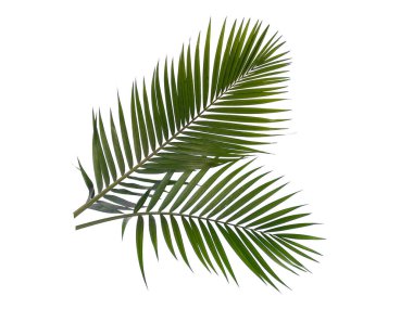 Beyaz arka planda yeşil yapraklar veya yeşil yapraklar. Bambu palmiye yaprakları ya da beyaz arka planda palmiye yaprağı. Dekorasyon için Arkaplan ya da Yaprak Arkaplanı 'nı bırakır. Güzel ve Egzotik Yaprak. Bitki Arkaplanı ve Ağaç Arkaplanı. Bahçedeki Bitkiler