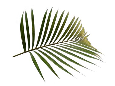 Beyaz arka planda yeşil yapraklar veya yeşil yapraklar. Bambu palmiye yaprakları ya da beyaz arka planda palmiye yaprağı. Dekorasyon için Arkaplan ya da Yaprak Arkaplanı 'nı bırakır. Güzel ve Egzotik Yaprak. Bitki Arkaplanı ve Ağaç Arkaplanı. Bahçedeki Bitkiler