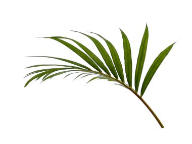 Beyaz arka planda yeşil yapraklar veya yeşil yapraklar. Bambu palmiye yaprakları ya da beyaz arka planda palmiye yaprağı. Dekorasyon için Arkaplan ya da Yaprak Arkaplanı 'nı bırakır. Güzel ve Egzotik Yaprak. Bitki Arkaplanı ve Ağaç Arkaplanı. Bahçedeki Bitkiler