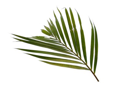 Beyaz arka planda yeşil yapraklar veya yeşil yapraklar. Bambu palmiye yaprakları ya da beyaz arka planda palmiye yaprağı. Dekorasyon için Arkaplan ya da Yaprak Arkaplanı 'nı bırakır. Güzel ve Egzotik Yaprak. Bitki Arkaplanı ve Ağaç Arkaplanı. Bahçedeki Bitkiler