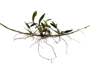 Beyaz arka planda orkide ağacı. Yeşil yapraklı orkide. Dekorasyon için Arkaplan ya da Yaprak Arkaplanı 'nı bırakır. Güzel ve Egzotik Yaprak. Bitki Arkaplanı ve Ağaç Arkaplanı. Bahçedeki Bitkiler