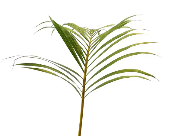 Green Leaves Green Leaf Isolated White Background Bamboo Palm Leaves — Stock Photo, Image
