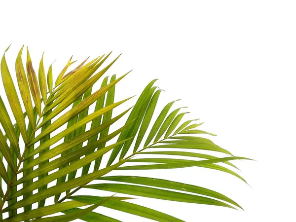Green Leaves Green Leaf Isolated White Background Bamboo Palm Leaves — Stock Photo, Image