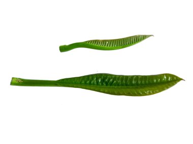 Plumeria ya da Frangipani 'ye yakın. Tropik çiçekler, Hawaii Lei Çiçeği. Beyaz arka planda izole edilmiş yeşil yaprakların toplanması. Yeşil yapraklı frangipani çiçeği beyaz arka planda izole edilmiş. Dekorasyon için Arkaplan ya da Yaprak Arkaplanı Bırakır