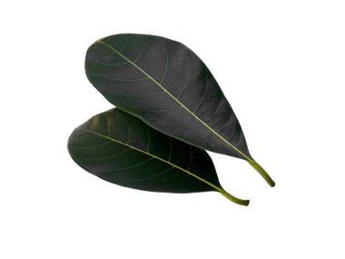 Beyaz arka planda Jackfruit yaprağı. Yeşil yapraklı ağaç. Bitkinin adı Jackfruit. Dekorasyon için Arkaplan ya da Yaprak Arkaplanı 'nı bırakır. Güzel ve Egzotik Yaprak. Bitki Arkaplanı ve Ağaç Arkaplanı. Bahçedeki Bitkiler