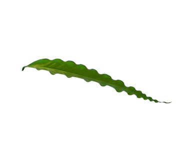 Beyaz arka planda Glodokan tiang yaprağı. Yeşil yapraklı ağaç. Bitkinin adı Polyalthia longifolia. Dekorasyon için Arkaplan ya da Yaprak Arkaplanı 'nı bırakır. Güzel ve Egzotik Yaprak. Bitki Arkaplanı ve Ağaç Arkaplanı. Bahçedeki Bitkiler