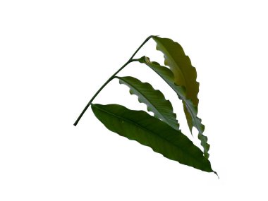 Beyaz arka planda Glodokan tiang yaprağı. Yeşil yapraklı ağaç. Bitkinin adı Polyalthia longifolia. Dekorasyon için Arkaplan ya da Yaprak Arkaplanı 'nı bırakır. Güzel ve Egzotik Yaprak. Bitki Arkaplanı ve Ağaç Arkaplanı. Bahçedeki Bitkiler