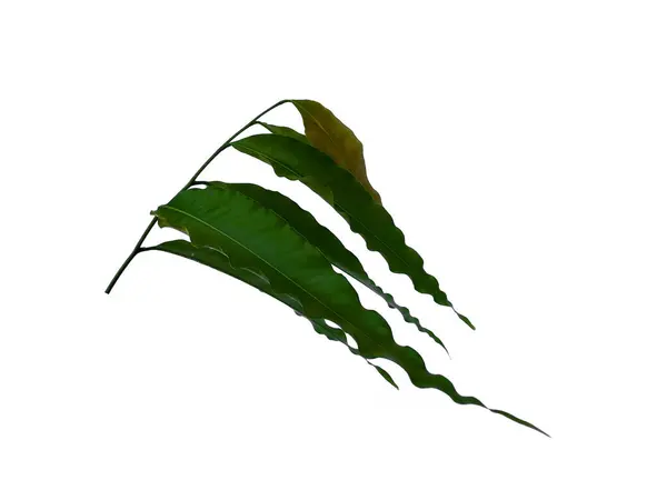 stock image Glodokan tiang leaf on white background. Tree with green leaves. The name of the plant is Polyalthia longifolia. Leaves Background or Leaf Background for Decoration. Beautiful and Exotic Leaf. Plant Background and Tree Background. Plants in Garden