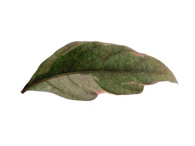 Beyaz arka planda yaprak. Yeşil yapraklı ağaç. Dekorasyon için Arkaplan ya da Yaprak Arkaplanı 'nı bırakır. Güzel ve Egzotik Yaprak. Bitki Arkaplanı ve Ağaç Arkaplanı. Bahçedeki Bitkiler