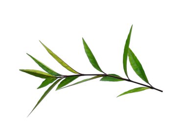 Justicia Fragilis 'in yaprağı ya da Justicia jandarması beyaz arka planda izole bırakılır. Beyaz arka planda yeşil yaprak ya da yeşil yapraklar. Dekorasyon için Arkaplan ya da Yaprak Arkaplanı 'nı bırakır. Güzel ve Egzotik Yaprak. Bitki Arkaplanı ve Ağaç Arkaplanı