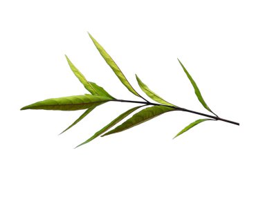 Justicia Fragilis 'in yaprağı ya da Justicia jandarması beyaz arka planda izole bırakılır. Beyaz arka planda yeşil yaprak ya da yeşil yapraklar. Dekorasyon için Arkaplan ya da Yaprak Arkaplanı 'nı bırakır. Güzel ve Egzotik Yaprak. Bitki Arkaplanı ve Ağaç Arkaplanı