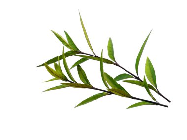 Justicia Fragilis 'in yaprağı ya da Justicia jandarması beyaz arka planda izole bırakılır. Beyaz arka planda yeşil yaprak ya da yeşil yapraklar. Dekorasyon için Arkaplan ya da Yaprak Arkaplanı 'nı bırakır. Güzel ve Egzotik Yaprak. Bitki Arkaplanı ve Ağaç Arkaplanı