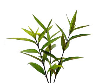 Justicia Fragilis 'in yaprağı ya da Justicia jandarması beyaz arka planda izole bırakılır. Beyaz arka planda yeşil yaprak ya da yeşil yapraklar. Dekorasyon için Arkaplan ya da Yaprak Arkaplanı 'nı bırakır. Güzel ve Egzotik Yaprak. Bitki Arkaplanı ve Ağaç Arkaplanı