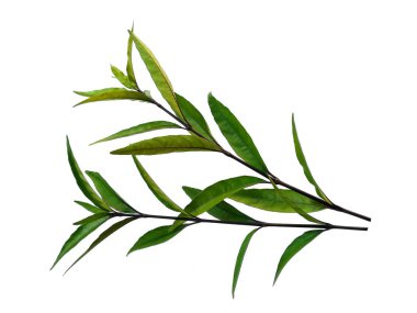 Justicia Fragilis 'in yaprağı ya da Justicia jandarması beyaz arka planda izole bırakılır. Beyaz arka planda yeşil yaprak ya da yeşil yapraklar. Dekorasyon için Arkaplan ya da Yaprak Arkaplanı 'nı bırakır. Güzel ve Egzotik Yaprak. Bitki Arkaplanı ve Ağaç Arkaplanı