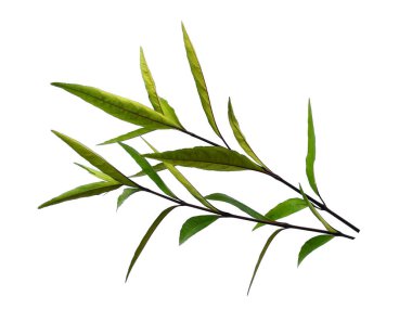 Justicia Fragilis 'in yaprağı ya da Justicia jandarması beyaz arka planda izole bırakılır. Beyaz arka planda yeşil yaprak ya da yeşil yapraklar. Dekorasyon için Arkaplan ya da Yaprak Arkaplanı 'nı bırakır. Güzel ve Egzotik Yaprak. Bitki Arkaplanı ve Ağaç Arkaplanı