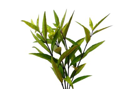 Justicia Fragilis 'in yaprağı ya da Justicia jandarması beyaz arka planda izole bırakılır. Beyaz arka planda yeşil yaprak ya da yeşil yapraklar. Dekorasyon için Arkaplan ya da Yaprak Arkaplanı 'nı bırakır. Güzel ve Egzotik Yaprak. Bitki Arkaplanı ve Ağaç Arkaplanı