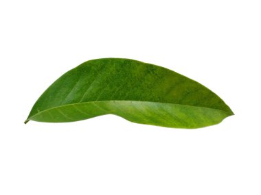 Beyaz arka planda yeşil yaprak. Yeşil yapraklı ağaç. Bitkinin adı Magnolia Champaca. Dekorasyon için Arkaplan ya da Yaprak Arkaplanı 'nı bırakır. Güzel ve Egzotik Yaprak. Bitki Arkaplanı ve Ağaç Arkaplanı. Bahçedeki Bitkiler