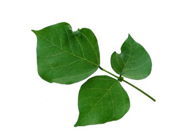 Beyaz arka planda yeşil yaprak. Yeşil yapraklı eritrina çeşnili ağaç. Bitkinin adı Erythrina variegata. Dekorasyon için Arkaplan ya da Yaprak Arkaplanı 'nı bırakır. Güzel ve Egzotik Yaprak. Bitki Arkaplanı ve Ağaç Arkaplanı