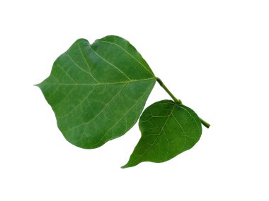 Beyaz arka planda yeşil yaprak. Yeşil yapraklı eritrina çeşnili ağaç. Bitkinin adı Erythrina variegata. Dekorasyon için Arkaplan ya da Yaprak Arkaplanı 'nı bırakır. Güzel ve Egzotik Yaprak. Bitki Arkaplanı ve Ağaç Arkaplanı