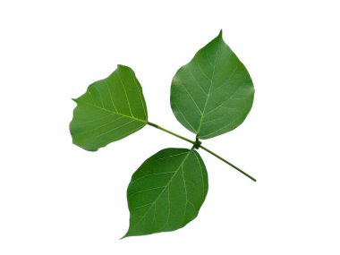 Beyaz arka planda yeşil yaprak. Yeşil yapraklı eritrina çeşnili ağaç. Bitkinin adı Erythrina variegata. Dekorasyon için Arkaplan ya da Yaprak Arkaplanı 'nı bırakır. Güzel ve Egzotik Yaprak. Bitki Arkaplanı ve Ağaç Arkaplanı