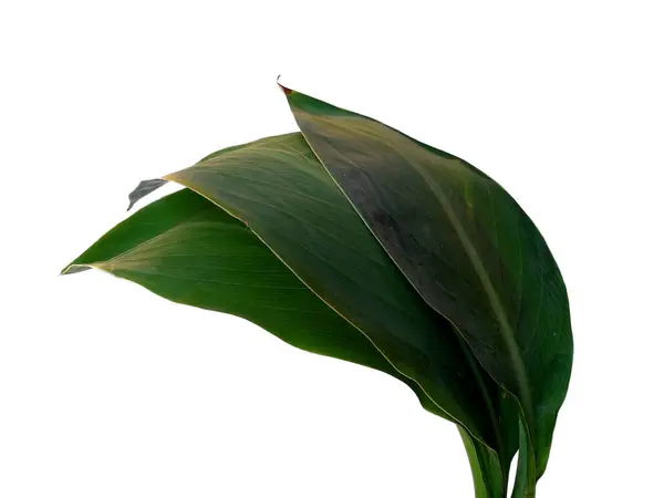 Canna Indica Leaf White Background Tree Green Leaves Leaves Background —  Fotos de Stock
