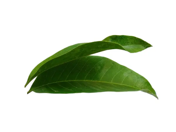 Beyaz Arka Planda Yeşil Yaprak Yeşil Yapraklı Ağaç Bitkinin Adı — Stok fotoğraf