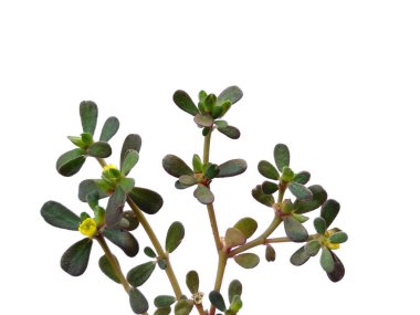 Yaygın purslane yaprakları ya da beyaz arka planda izole edilmiş sıradan bahçe yaprakları. Beyaz arka planda Phak Bia Yai veya Pigweed purslane. Dekorasyon için Arkaplan ya da Yaprak Arkaplanı 'nı bırakır. Güzel ve Egzotik Yaprak. Bitki ve Ağaç Arkaplanı