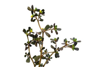 Yaygın purslane yaprakları ya da beyaz arka planda izole edilmiş sıradan bahçe yaprakları. Beyaz arka planda Phak Bia Yai veya Pigweed purslane. Dekorasyon için Arkaplan ya da Yaprak Arkaplanı 'nı bırakır. Güzel ve Egzotik Yaprak. Bitki ve Ağaç Arkaplanı