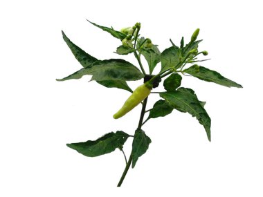 Beyaz arka planda acı biber yaprakları. Biber ağacı ya da yeşil yapraklı kırmızı biber ağacı. Bitkinin adı Capsicum Annuum. Dekorasyon için Arkaplan ya da Yaprak Arkaplanı 'nı bırakır. Güzel ve Egzotik Yaprak. Bitki Arkaplanı ve Ağaç Arkaplanı