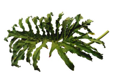Beyaz arka planda Philodendron bipinnatifidum yaprağı. Selloum yaprakları beyaz arkaplanda izole. Yeşil yaprak ya da yeşil yapraklar. Dekorasyon için Arkaplan ya da Yaprak Arkaplanı 'nı bırakır. Güzel ve Egzotik Yaprak. Bitki Arkaplanı ve Ağaç Arkaplanı