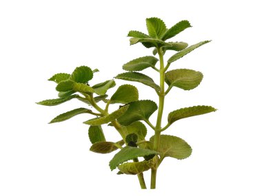 Beyaz arka planda yeşil yaprak. Yeşil yapraklı ağaç. Bitkinin adı Plectranthus amboinicus. Dekorasyon için Arkaplan ya da Yaprak Arkaplanı 'nı bırakır. Güzel ve Egzotik Yaprak. Bitki Arkaplanı ve Ağaç Arkaplanı. Bahçedeki Bitkiler