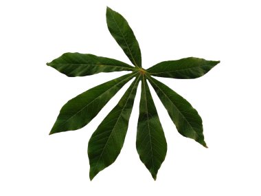 Cassava Leaves or Cassava Leaf. Leaves Background or Leaf Background for Decoration. Beautiful and Exotic Leaf. Plant Background and Tree Background. Plants in Garden clipart