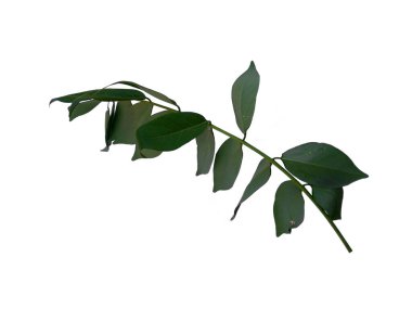 Beyaz arka planda Phyllanthus acidus yaprağı. Yeşil yapraklı ağaç. Bitkinin adı Phyllanthus acidus. Dekorasyon için Arkaplan ya da Yaprak Arkaplanı 'nı bırakır. Güzel ve Egzotik Yaprak. Bitki Arkaplanı ve Ağaç Arkaplanı. Bahçedeki Bitkiler