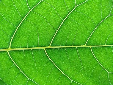 Yeşil bitki ya da yeşil ağaç. Yeşil yaprak dokusu arka plan veya yeşil yaprak dokusu. Dekorasyon için Arkaplan ya da Yaprak Arkaplanı 'nı bırakır. Güzel ve Egzotik Yaprak. Bitki Arkaplanı ve Ağaç Arkaplanı