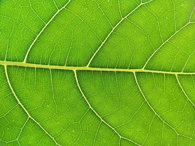 Yeşil bitki ya da yeşil ağaç. Yeşil yaprak dokusu arka plan veya yeşil yaprak dokusu. Dekorasyon için Arkaplan ya da Yaprak Arkaplanı 'nı bırakır. Güzel ve Egzotik Yaprak. Bitki Arkaplanı ve Ağaç Arkaplanı