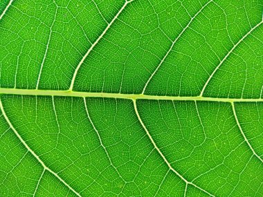 Yeşil bitki ya da yeşil ağaç. Yeşil yaprak dokusu arka plan veya yeşil yaprak dokusu. Dekorasyon için Arkaplan ya da Yaprak Arkaplanı 'nı bırakır. Güzel ve Egzotik Yaprak. Bitki Arkaplanı ve Ağaç Arkaplanı