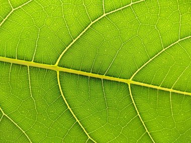 Yeşil bitki ya da yeşil ağaç. Yeşil yaprak dokusu arka plan veya yeşil yaprak dokusu. Dekorasyon için Arkaplan ya da Yaprak Arkaplanı 'nı bırakır. Güzel ve Egzotik Yaprak. Bitki Arkaplanı ve Ağaç Arkaplanı