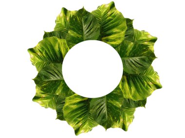 Yeşil bitki ya da yeşil ağaç beyaz arka planda izole edilmiş. Beyaz arka planda yeşil yaprak ya da yeşil yapraklar. Yaprak çerçeve için güzel bir düzenleme. Dekorasyon için Arkaplan ya da Yaprak Arkaplanı 'nı bırakır. Güzel ve Egzotik Yaprak. Bitki ve Ağaç Arkaplanı