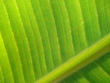 Tropik muz yaprağı taze yeşil, sarı ve kahverengi yaprak arka plan. Yaşlı muz yaprağı solmuş, kirli, ölmekte olan ve çürüyen bir yaprak gibi görünüyor. Arkaplan resmi olarak kullanılabilir