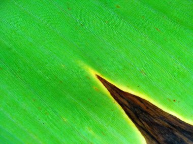 Tropik muz yaprağı taze yeşil, sarı ve kahverengi yaprak arka plan. Yaşlı muz yaprağı solmuş, kirli, ölmekte olan ve çürüyen bir yaprak gibi görünüyor. Arkaplan resmi olarak kullanılabilir