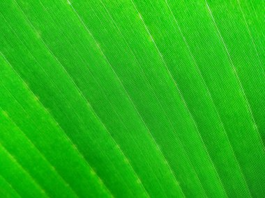 Tropik muz yaprağı taze yeşil, sarı ve kahverengi yaprak arka plan. Yaşlı muz yaprağı solmuş, kirli, ölmekte olan ve çürüyen bir yaprak gibi görünüyor. Arkaplan resmi olarak kullanılabilir